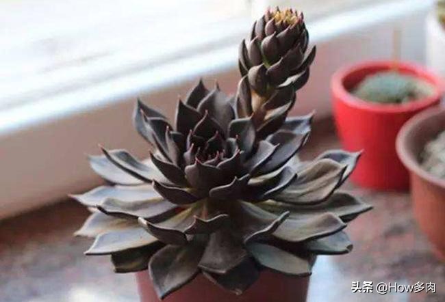 普货多肉皮实,普货好养的多肉有哪些