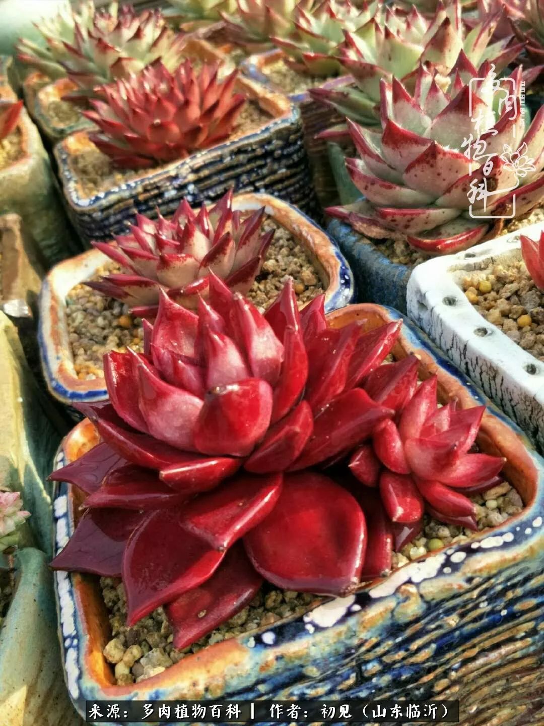 四季颜值在线的多肉,多肉的每一天