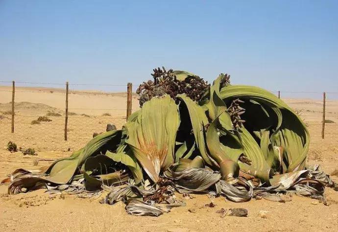 一半是沙漠一半是绿洲,一半沙漠一半海洋