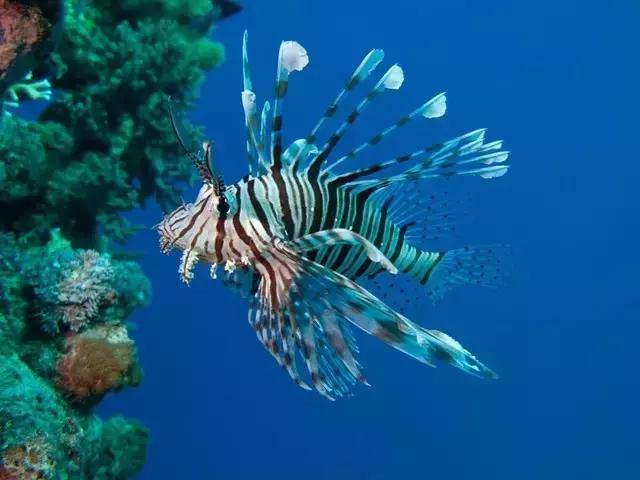 全球惊艳的10个海底世界，看到第一个就想出发！