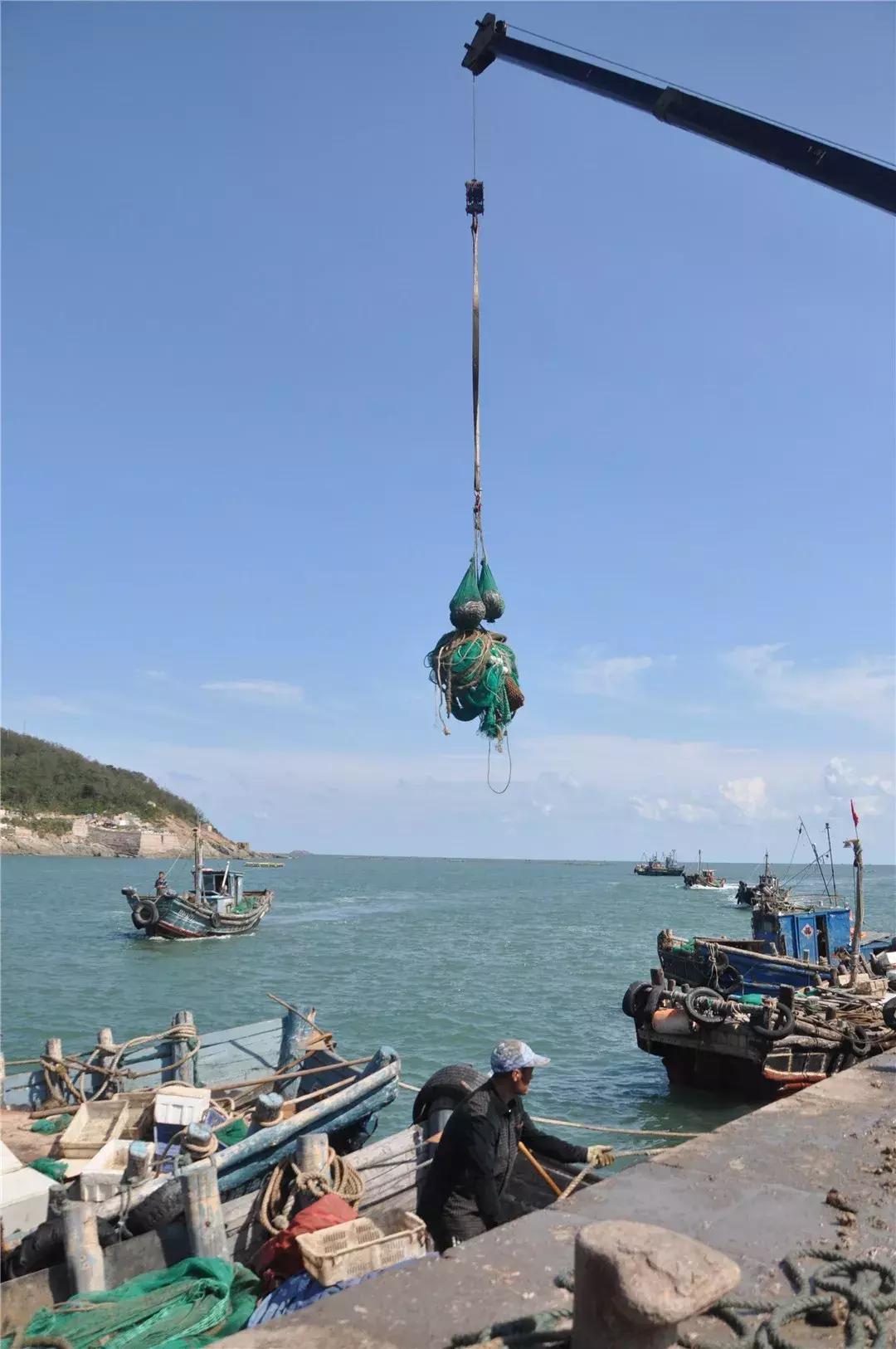 青岛开海了新鲜肥美的海鲜已上市,青岛开海红岛海鲜八大关