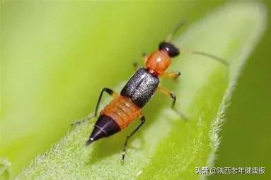 毒隐翅虫怎么来家里的,毒隐翅虫最佳治疗方法