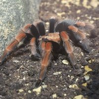 被过分*制抵**的爬宠，能不能存在于阳光之下？