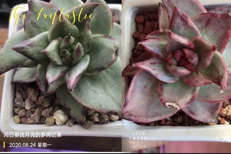 耐高温适合露养的多肉,冬日的露养多肉