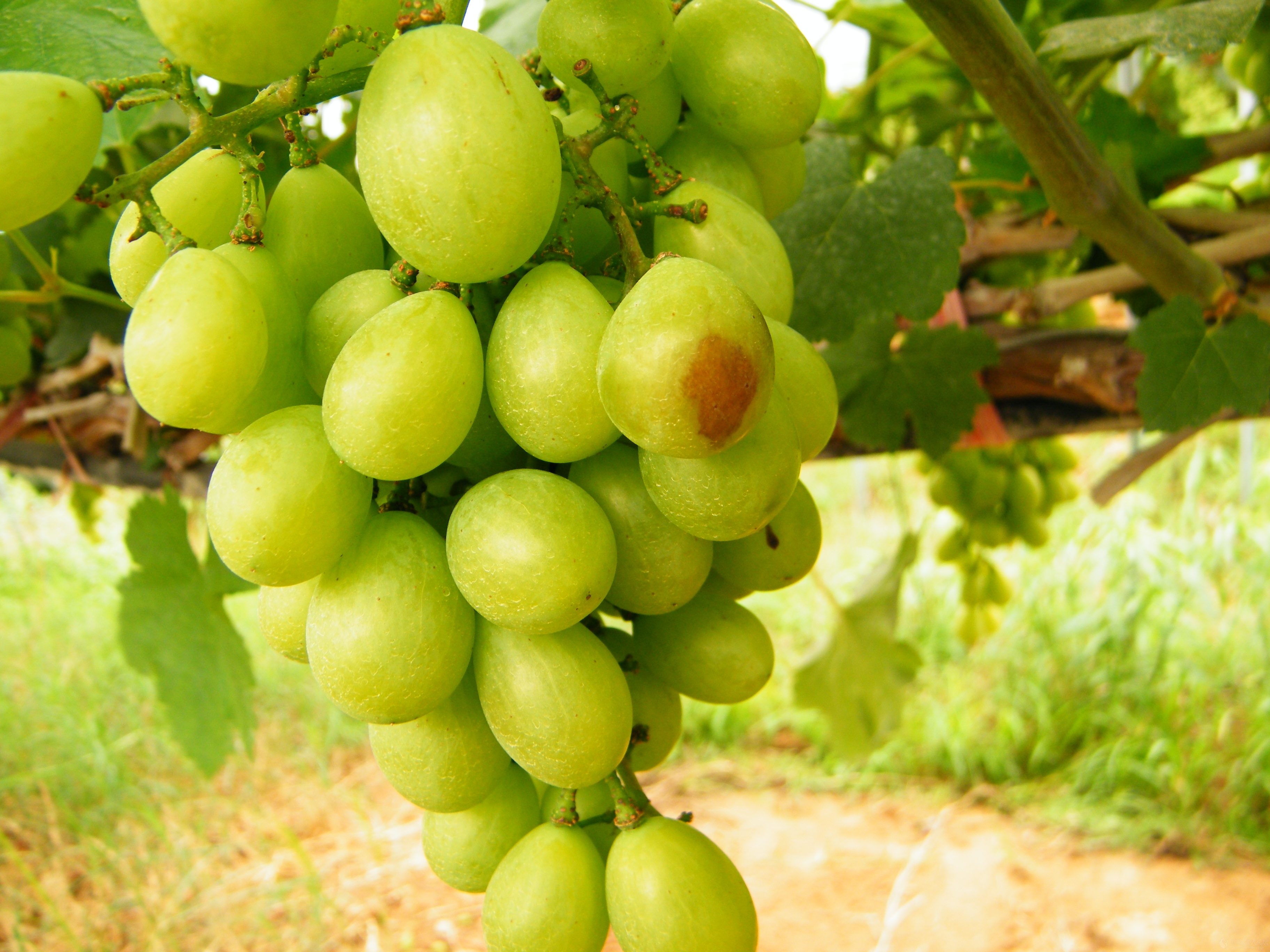 葡萄日灼和气灼的用什么药好,葡萄气灼和日灼是什么意思