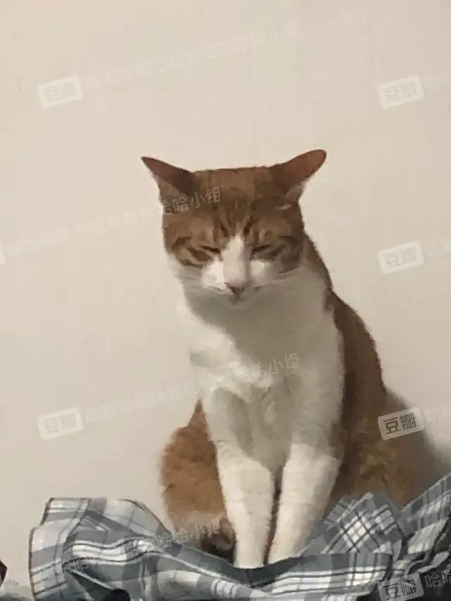 哈哈哈哈哈我笑到我家的狗偷开邻居家的车送我去精神病院