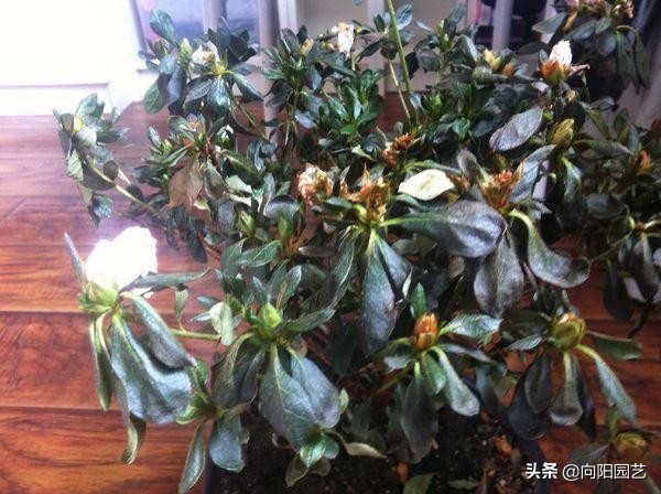 花卉处理,花卉后期的处理方法