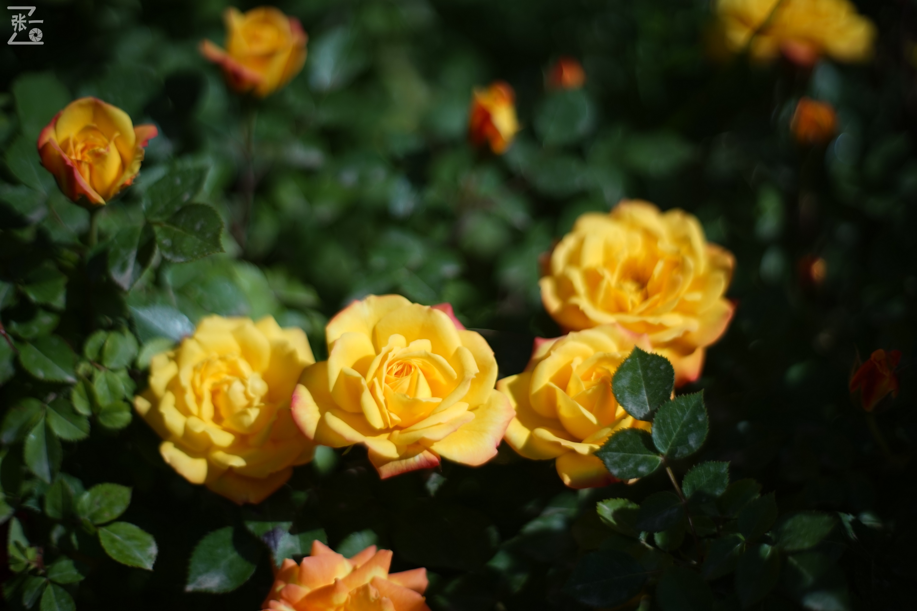 凤凰国产50mm镜头,凤凰索尼e口镜头