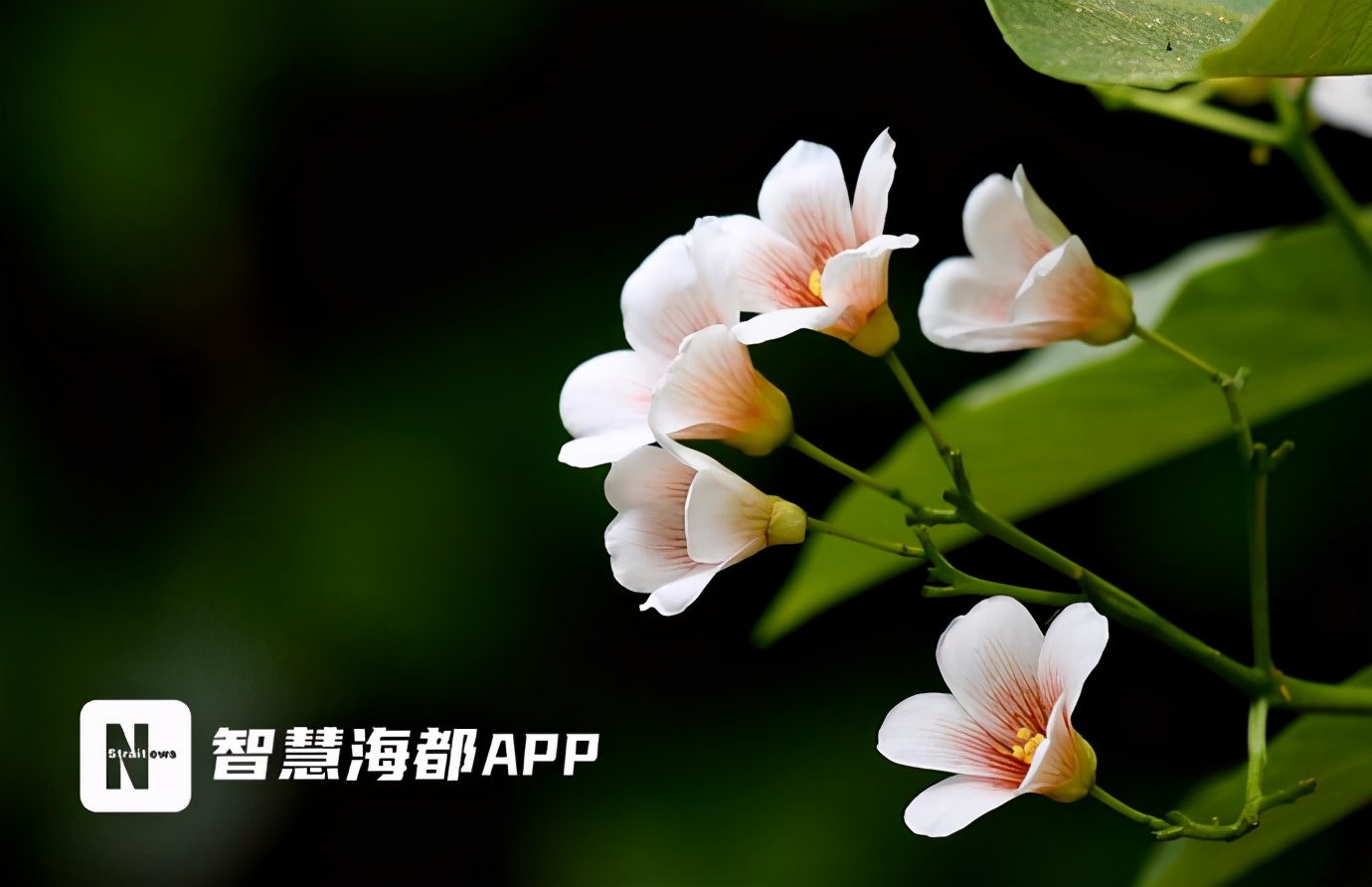 美翻了！福州将迎来两波白色浪漫！油桐、千年桐相继开放