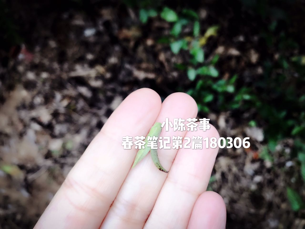 白茶是什么?白茶中有什么?一篇文章带你全面了解白茶知识!