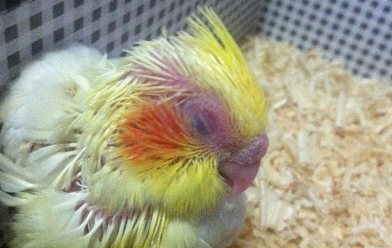 牡丹雏鸟刚到家怎么处理,牡丹雏鸟吃食很少怎么办