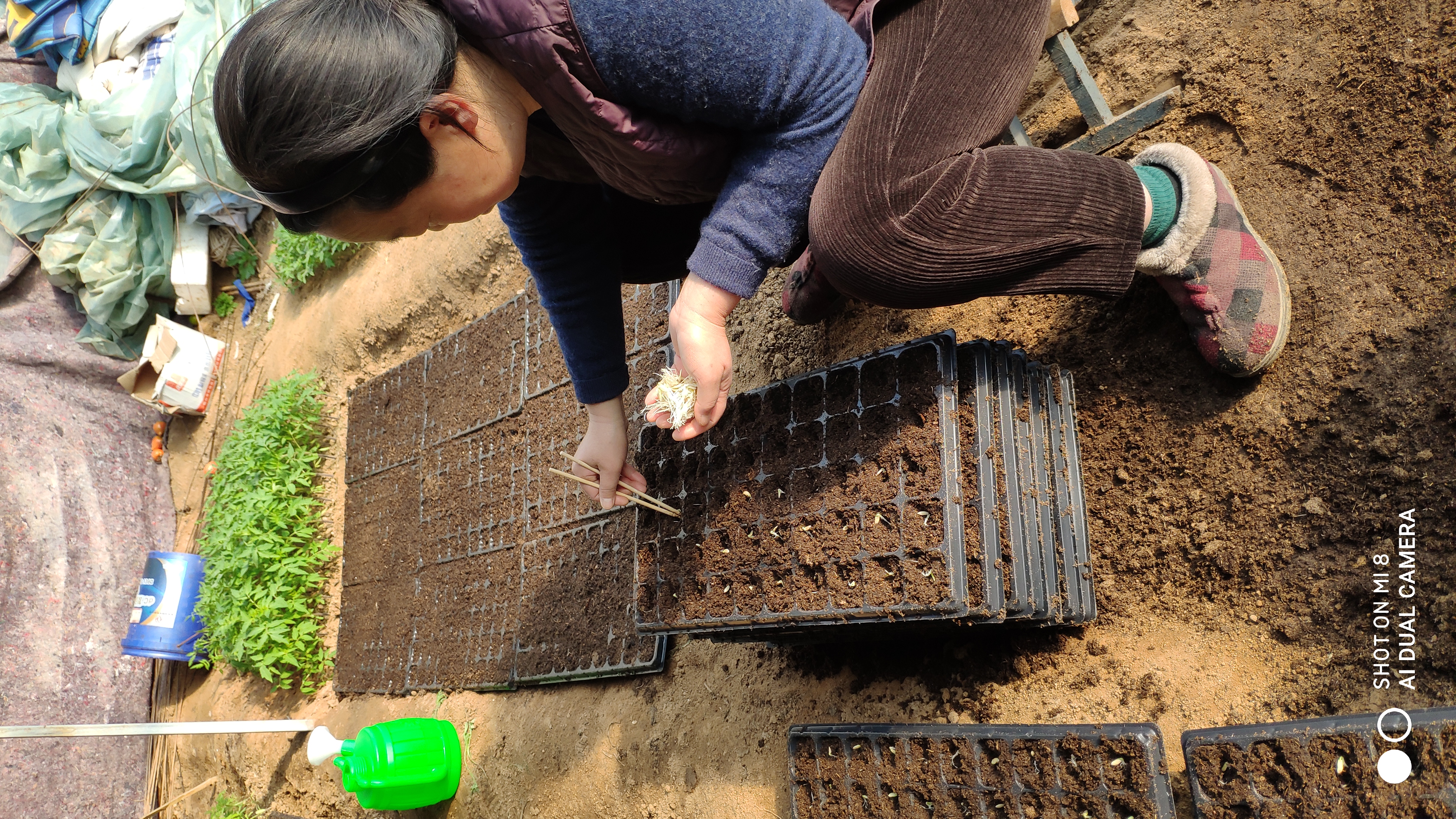 崂山水畔菜蔬鲜,黄石洞中书韵长