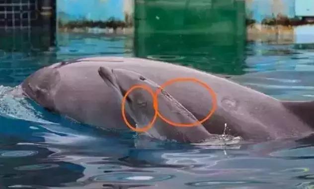 被囚34年取精，被迫亲手杀死爱子，最后只能挣扎着死去……