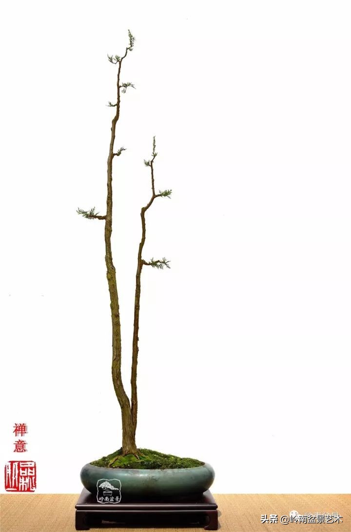 双干树,双干型果树