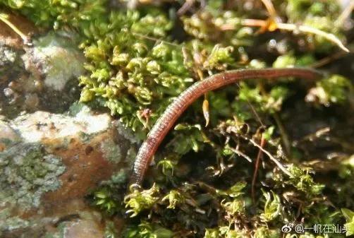 山蚂蝗为什么吸血,山蚂蟥一种吸血的动物