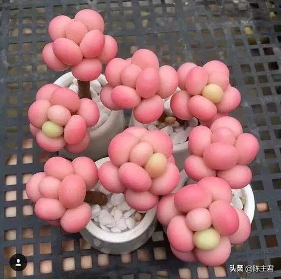 十大最贵法师多肉排行榜,玉露多肉最贵多少钱一棵