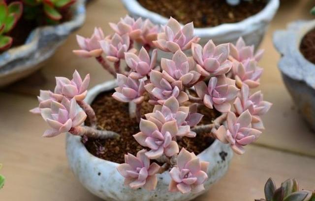 多肉不小心浇在叶片上怎么挽救,不小心给多肉喷了酒精怎么办