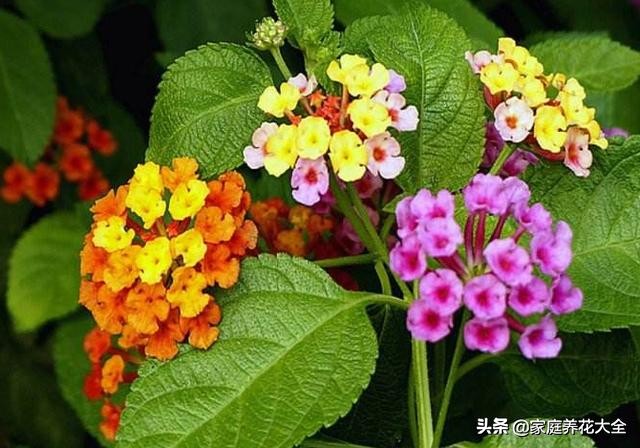 五色梅叶子枯黄,五色梅的叶子刚长出来时是浅绿色