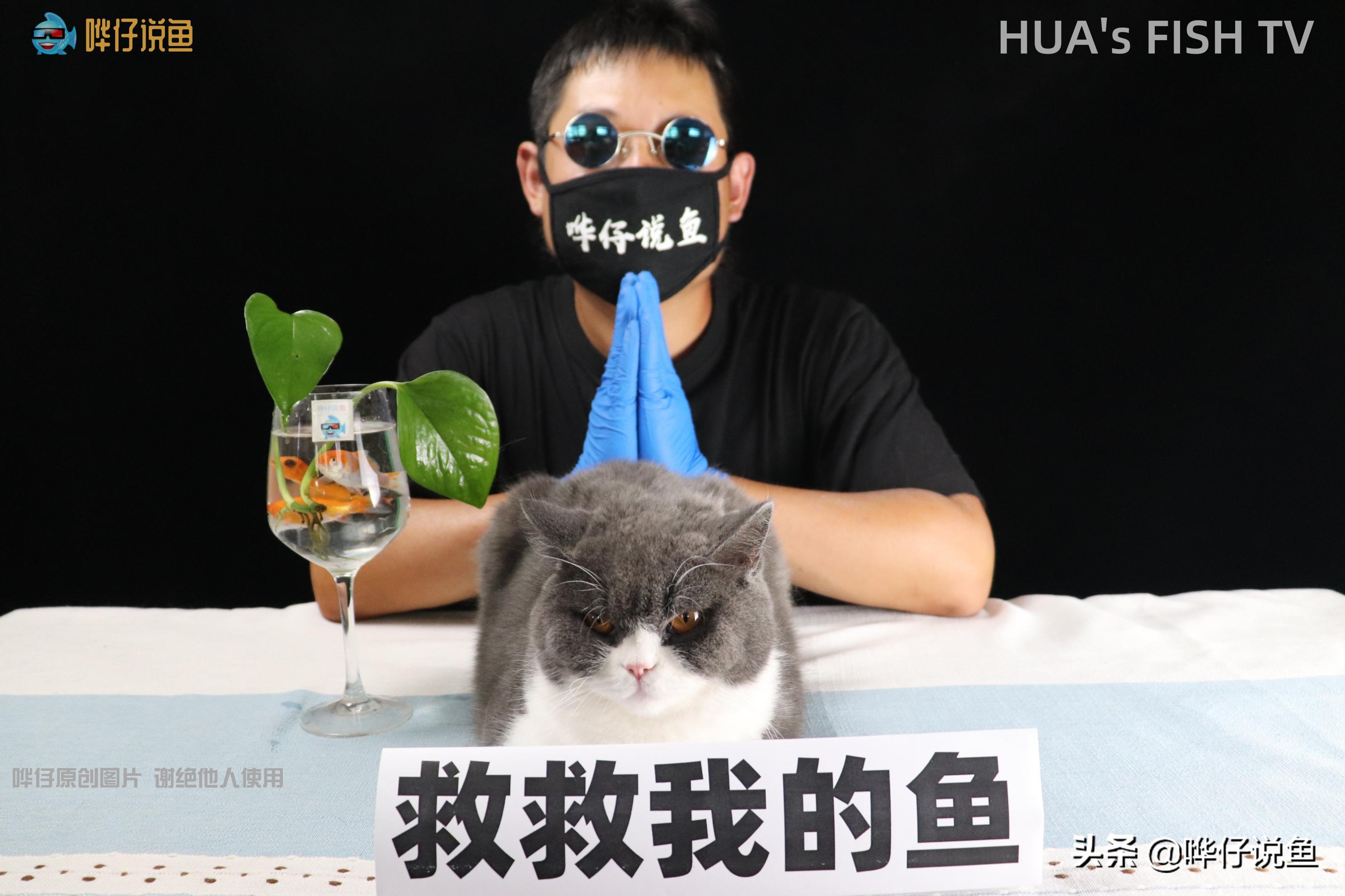 鱼缸水发白泡沫特别多怎么解决,鱼缸水面上经常有小泡泡怎么办