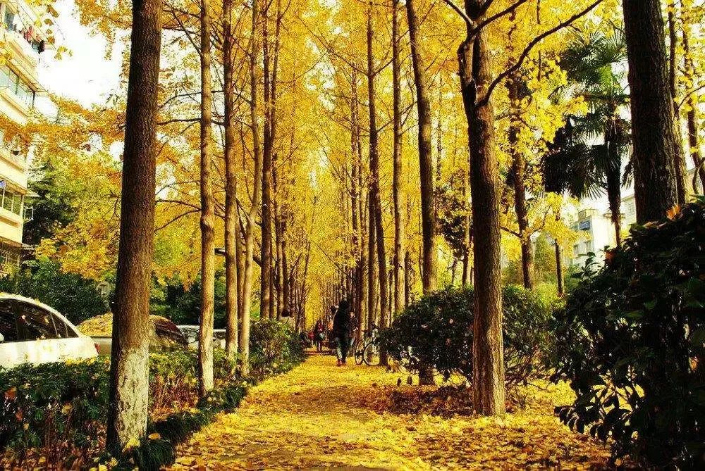 漫天香氛醉人~杭州的秋天从不让人失望!13个地方,秒出大片