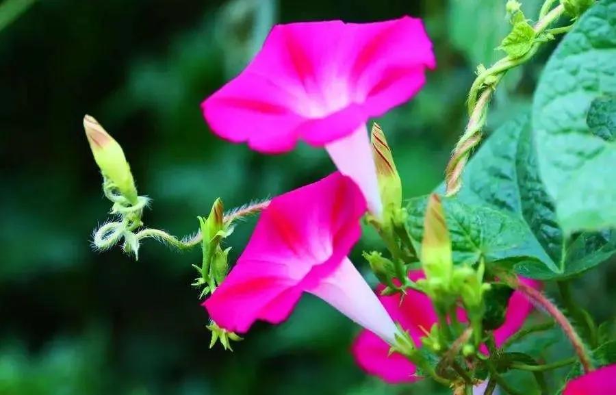 花的好句摘抄大全优美,关于花的好词好句10个字