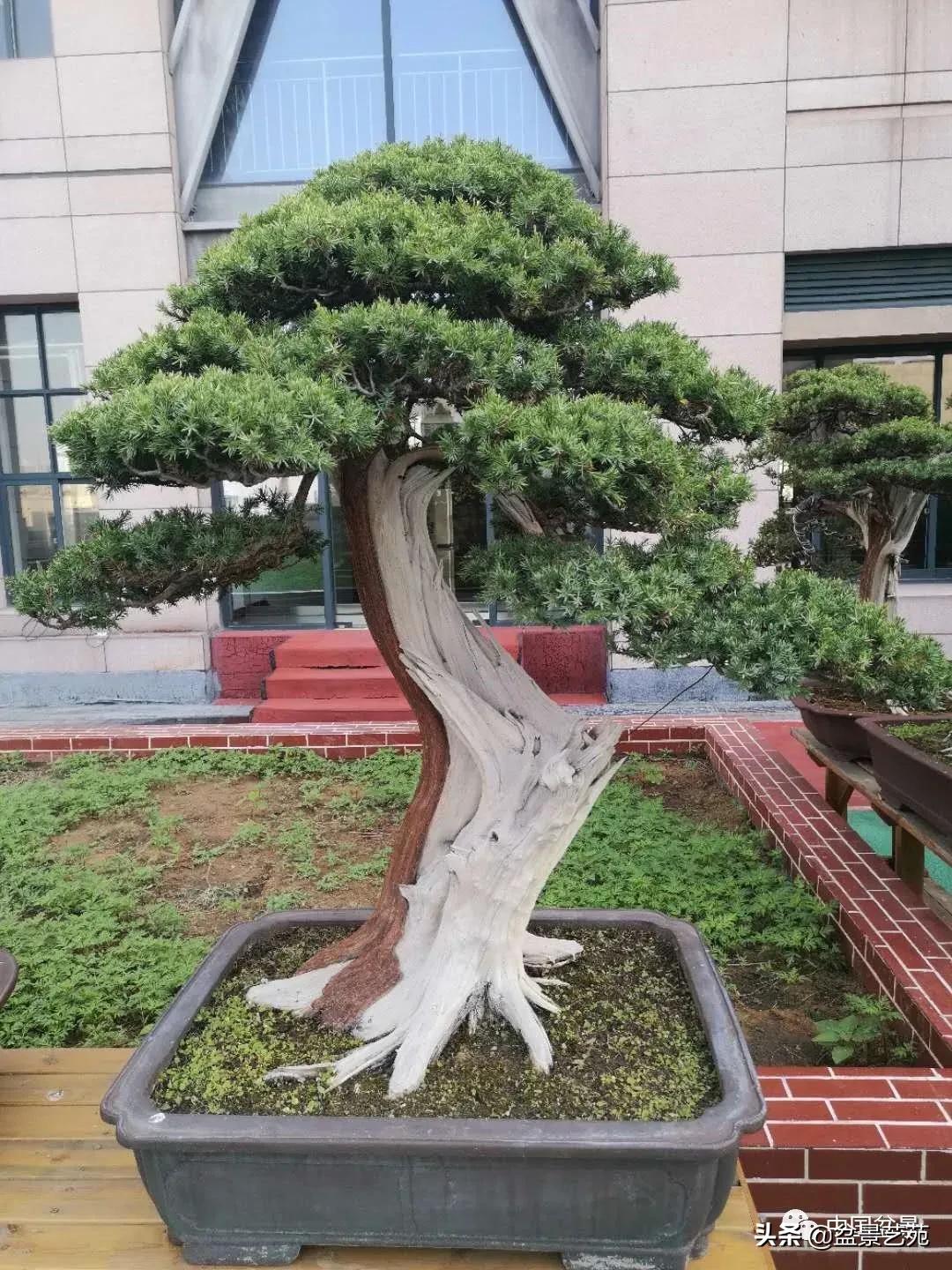 涓浗钁楀悕鐩嗘櫙澶у笀绮惧搧鐩嗘櫙,鐩嗘櫙鑹烘湳瀹跺拰鐩嗘櫙鑹烘湳澶у笀