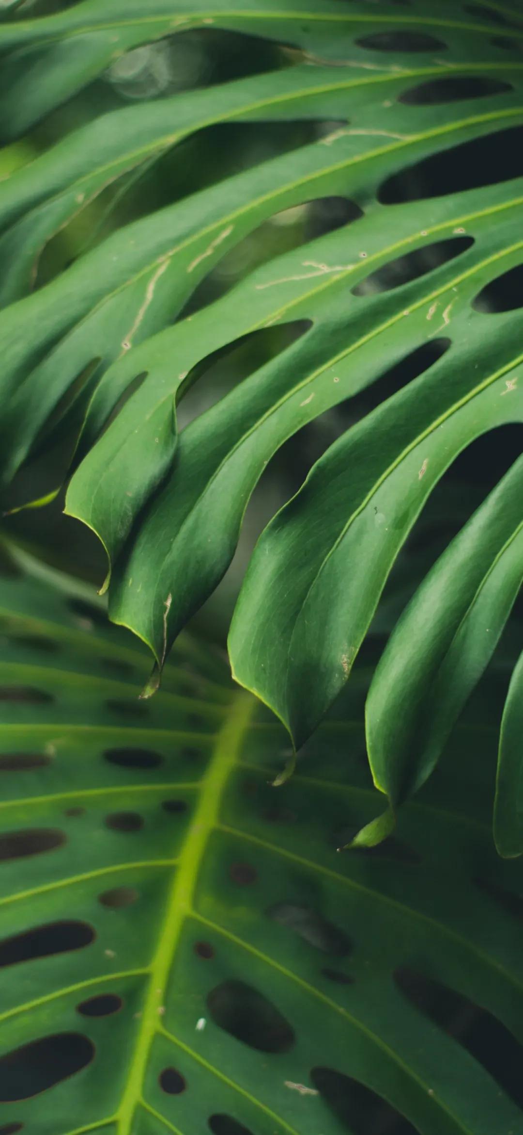 文艺素雅治愈植物手机壁纸,唯美治愈系手机壁纸植物