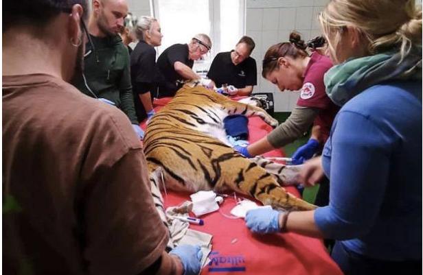 6岁母虎备受牙痛折磨，牙医为它换上“金牙”后，故意张嘴炫耀