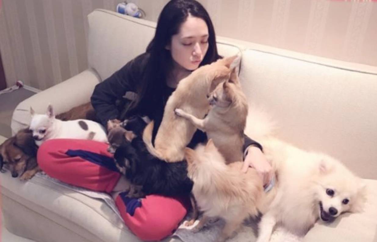 狗生巅峰!陈伟霆家狗狗被抱着睡住湖景豪宅,宋茜家宠物猪更时髦