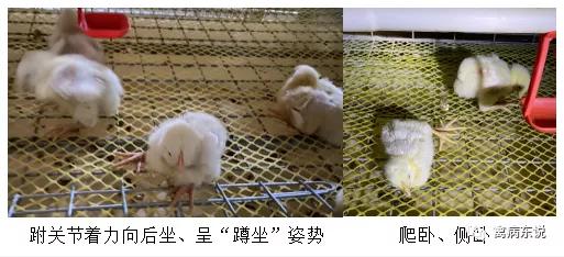 禽病防治抖音,禽疾病防控指南