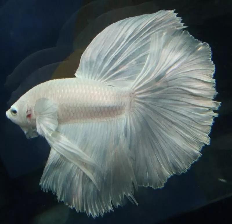 斗鱼水质ph值多少为好,斗鱼饲养攻略