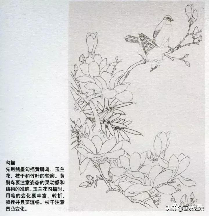 工笔玉兰的画法和染色,工笔玉兰花教学