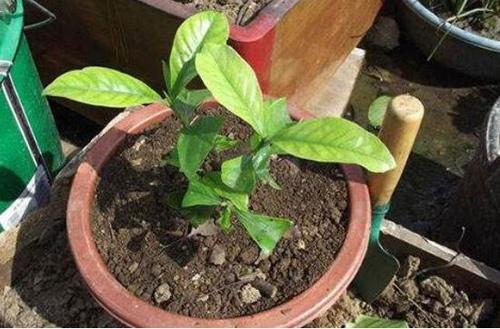 栀子花扦插生根了多久可以土培,栀子花怎么土培扦插成活率高