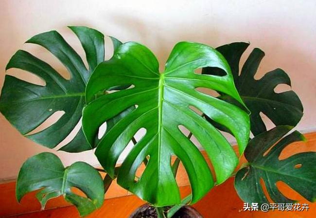 客厅养什么比较旺财,家里养什么对风水好招财走运