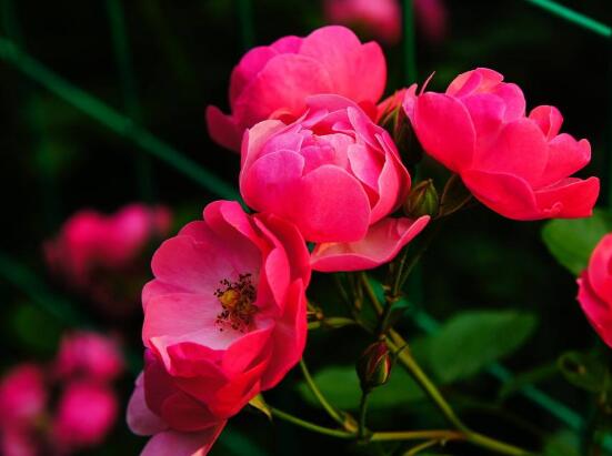 蔷薇怎么浇水好看,蔷薇花怎么浇水