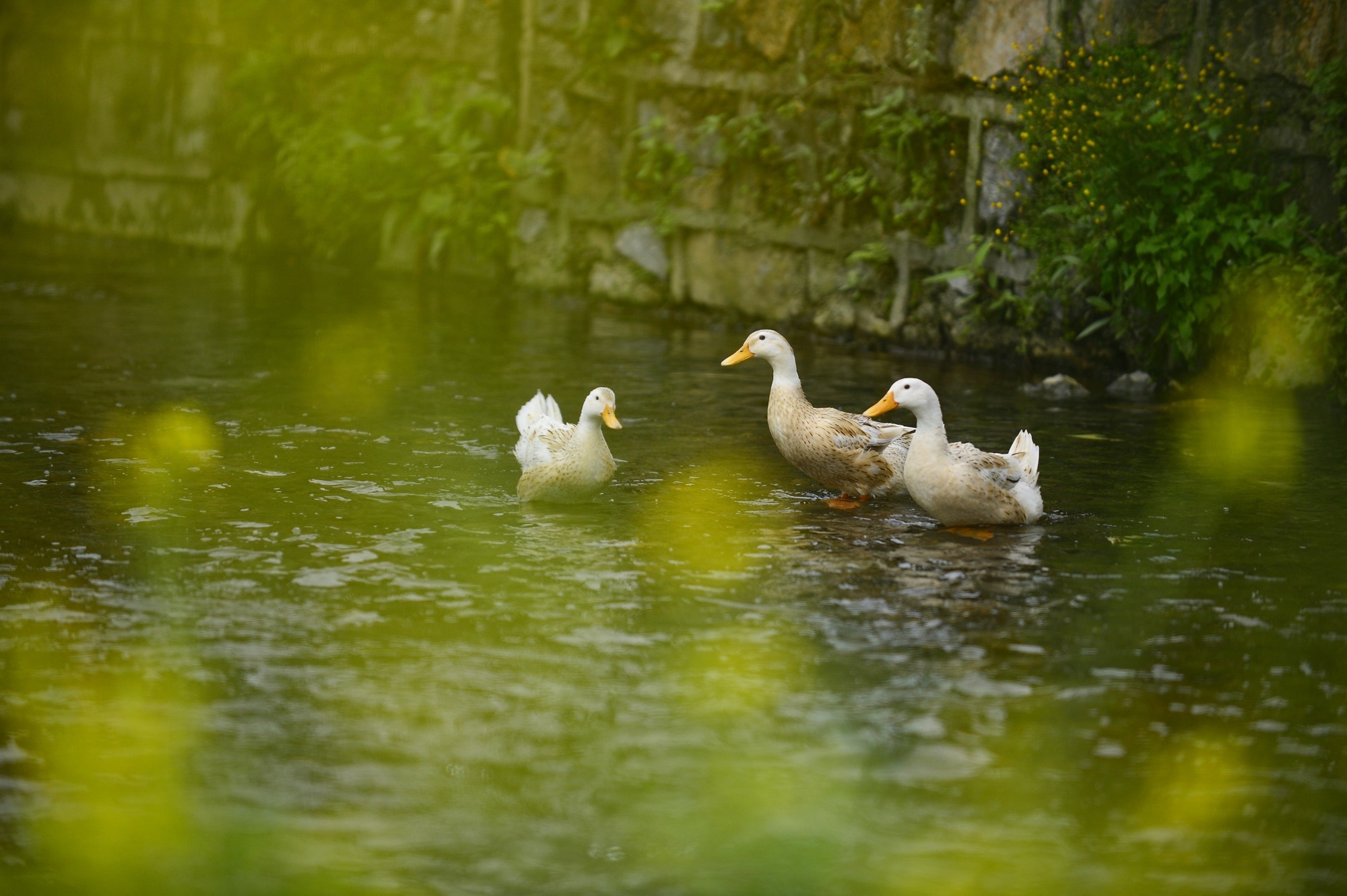 庆阳活化石叫啥,庆阳坝历史