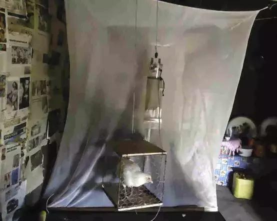 猫薄荷除蚊,猫猫驱蚊药怎么喂