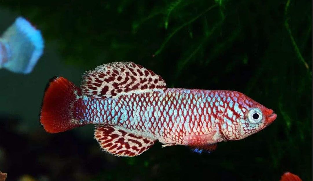 冷水观赏鱼寿命最长的有哪些,寿命最长不吃小鱼的观赏鱼