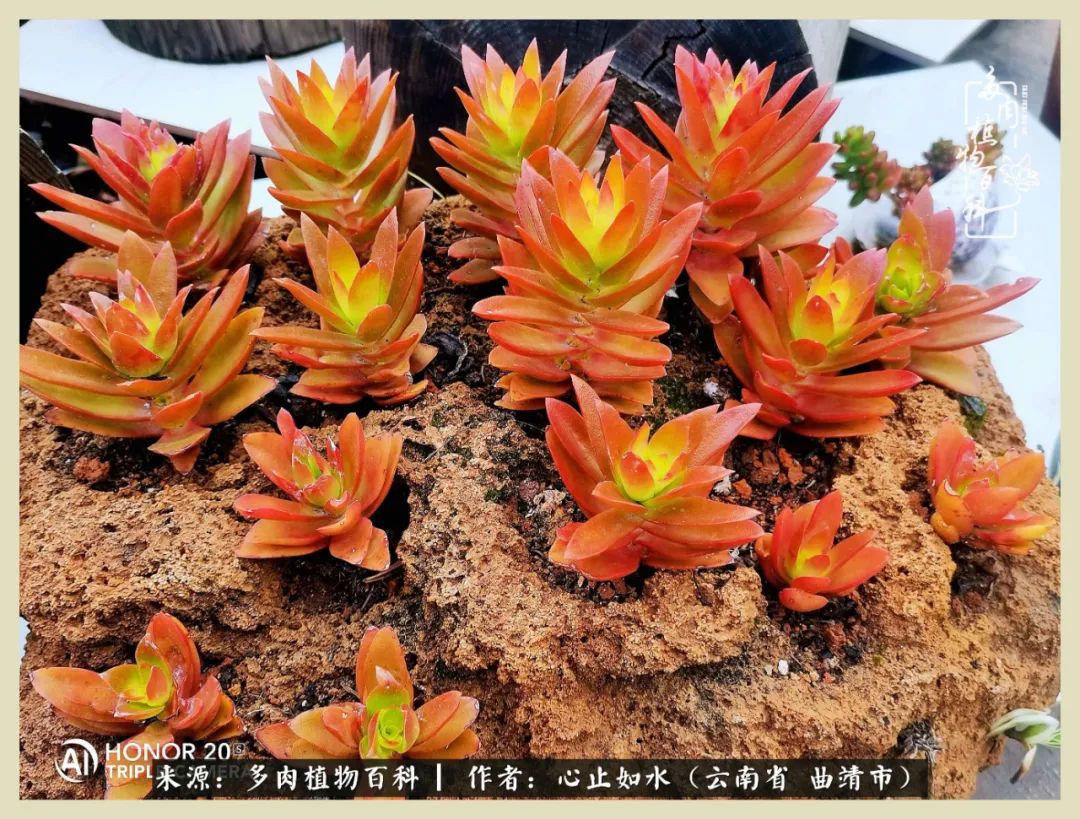 感谢陪伴感恩所有的遇见,让每个人都能感受到多肉的美好