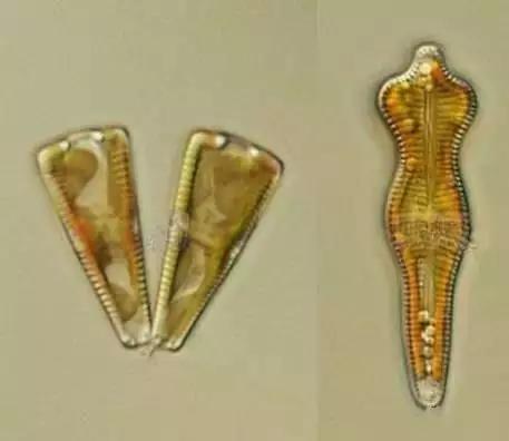 水产养殖藻类老化是怎样的,水产养殖显微镜下各种藻类