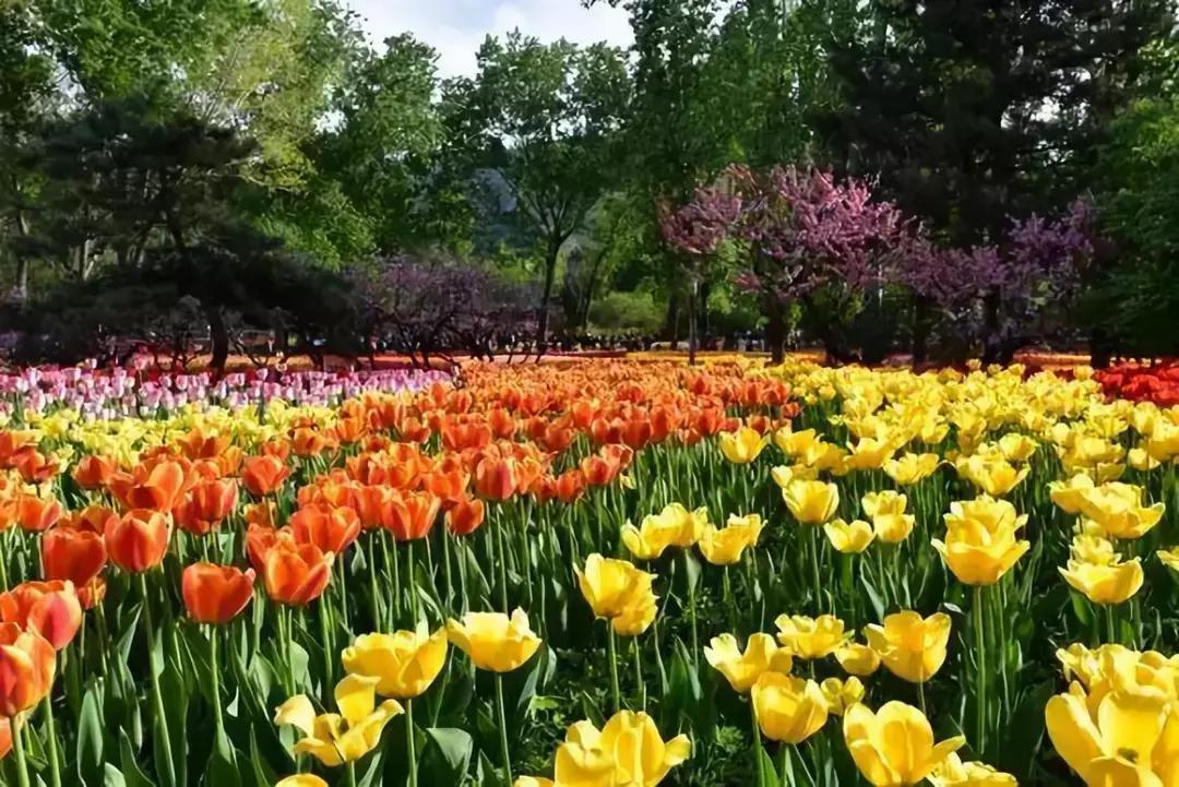 百花图谱大全100幅,工笔百花图谱100种