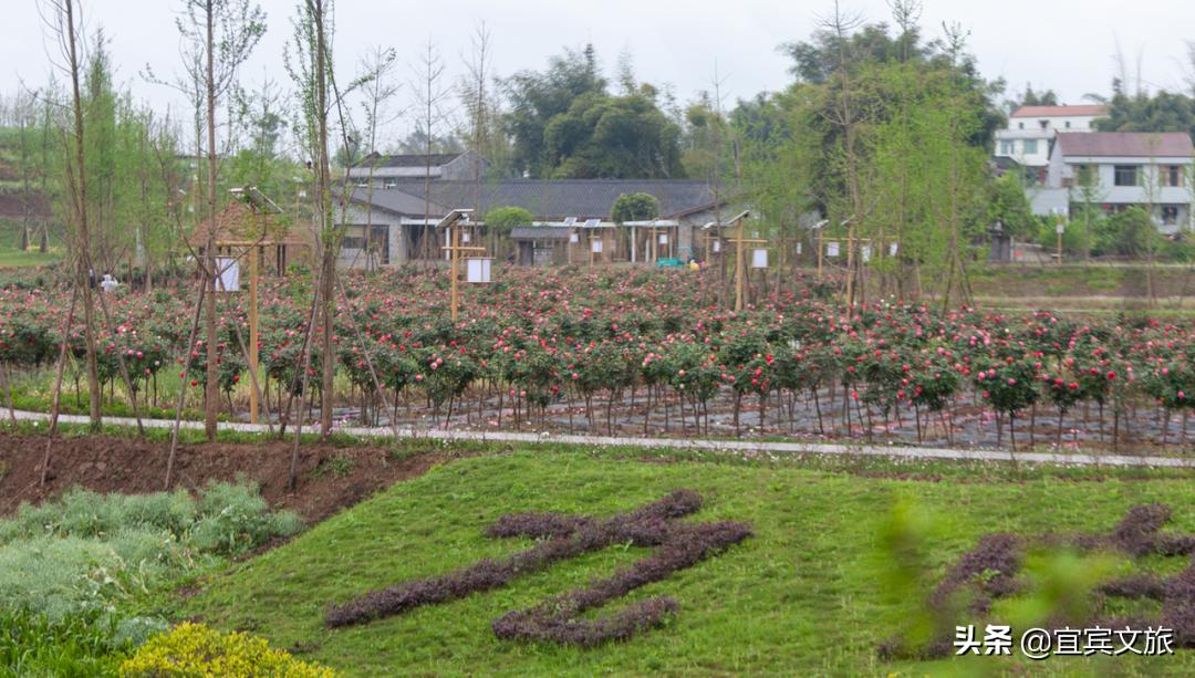 国内赏竹,中国人赏竹