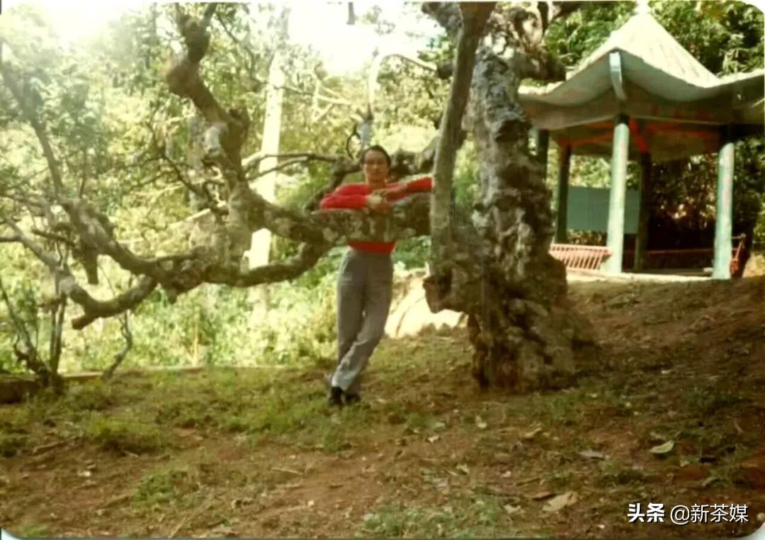 南糯山茶树王咋走,南糯山普洱茶茶树王
