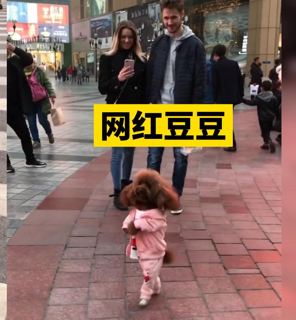 泰迪豆豆生活记录,泰迪狗狗豆豆爱旅行