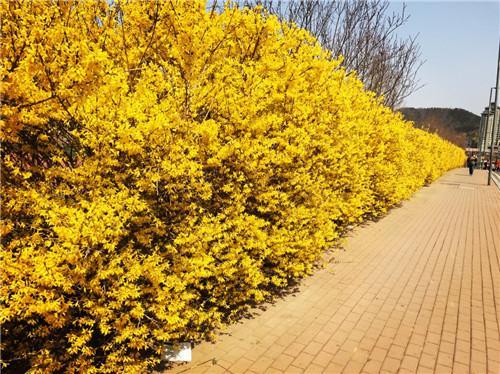 迎春花形态描写作文,迎春花形态特征图片