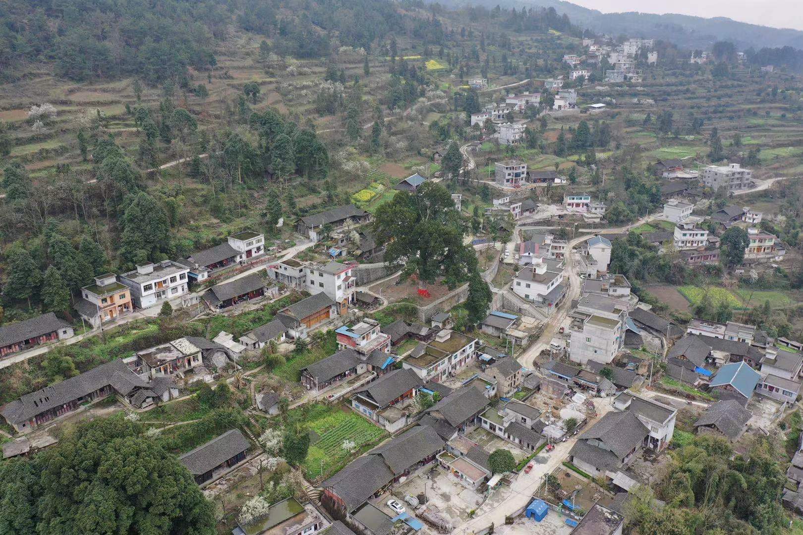 贵州发现一棵上千年金丝楠木王,贵州大山发现金丝楠木王