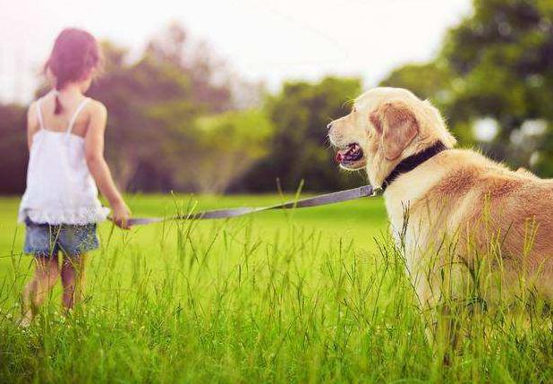 新手养狗狗狗的护食行为怎么纠正,第一次养狗狗哪种狗狗适合新手养