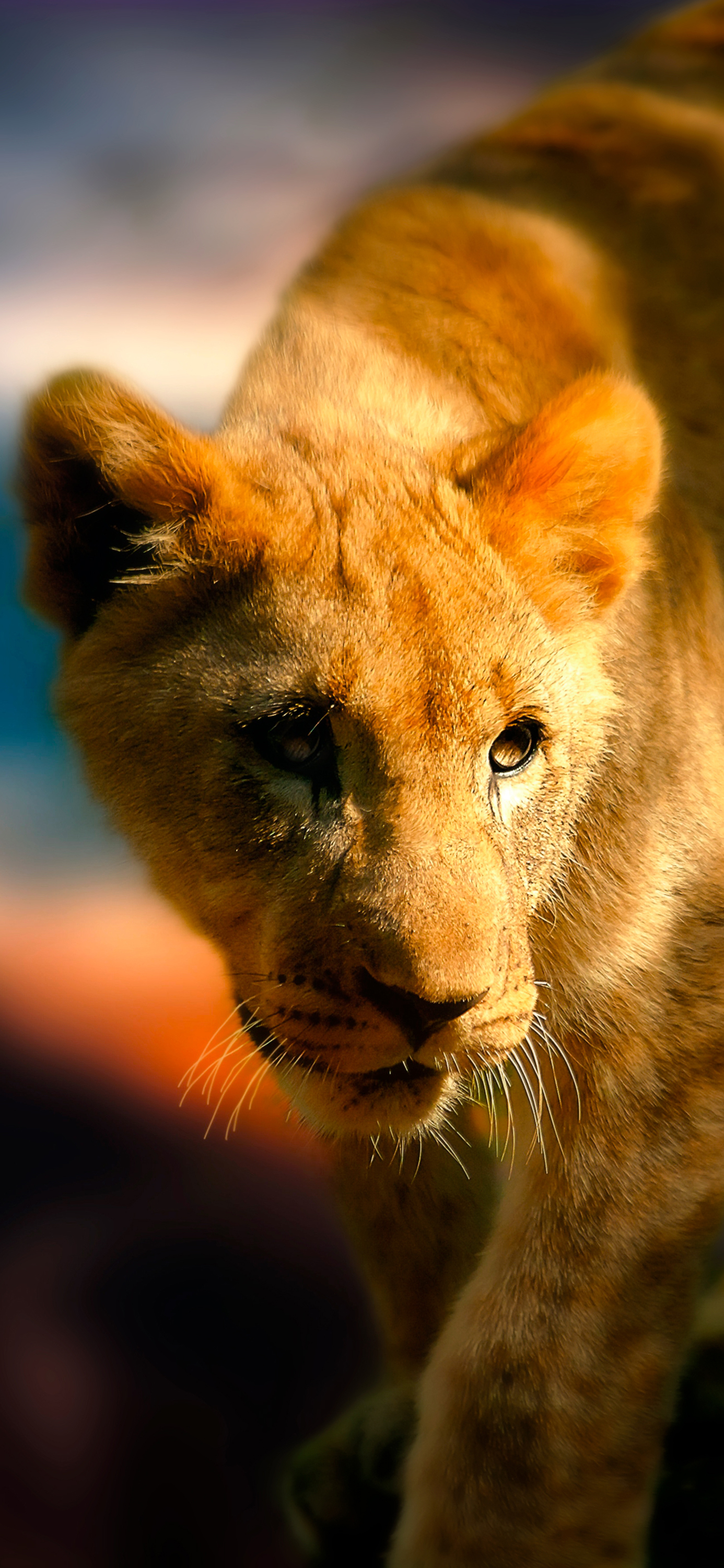 花鸟壁纸动物壁纸,动物壁纸高清手机壁纸