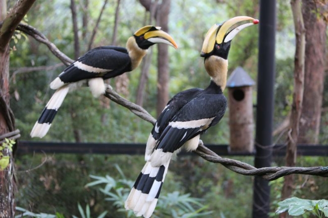 双角犀鸟的爱情,双角犀鸟恋爱