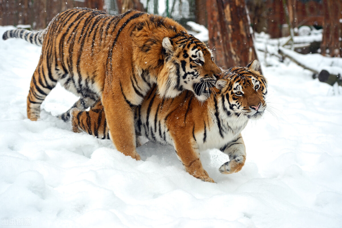珲春再现众山皆有虎盛况,珲春变东北虎保护区
